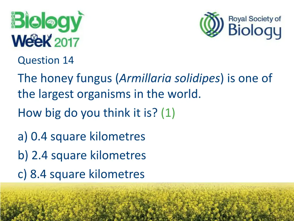 question 14 the honey fungus armillaria solidipes