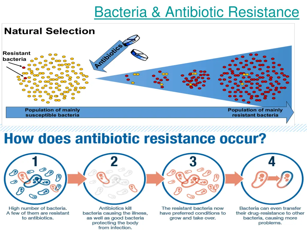 bacteria antibiotic resistance