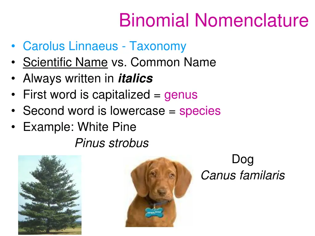 binomial nomenclature