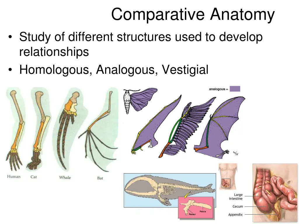 comparative anatomy