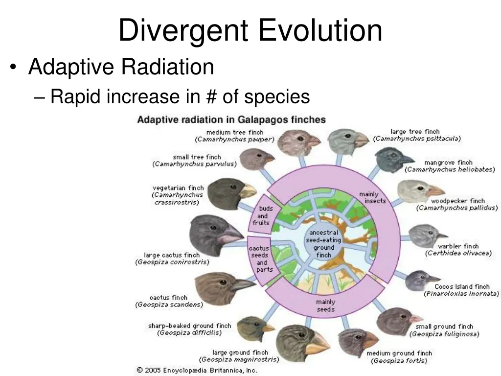 divergent evolution adaptive radiation rapid