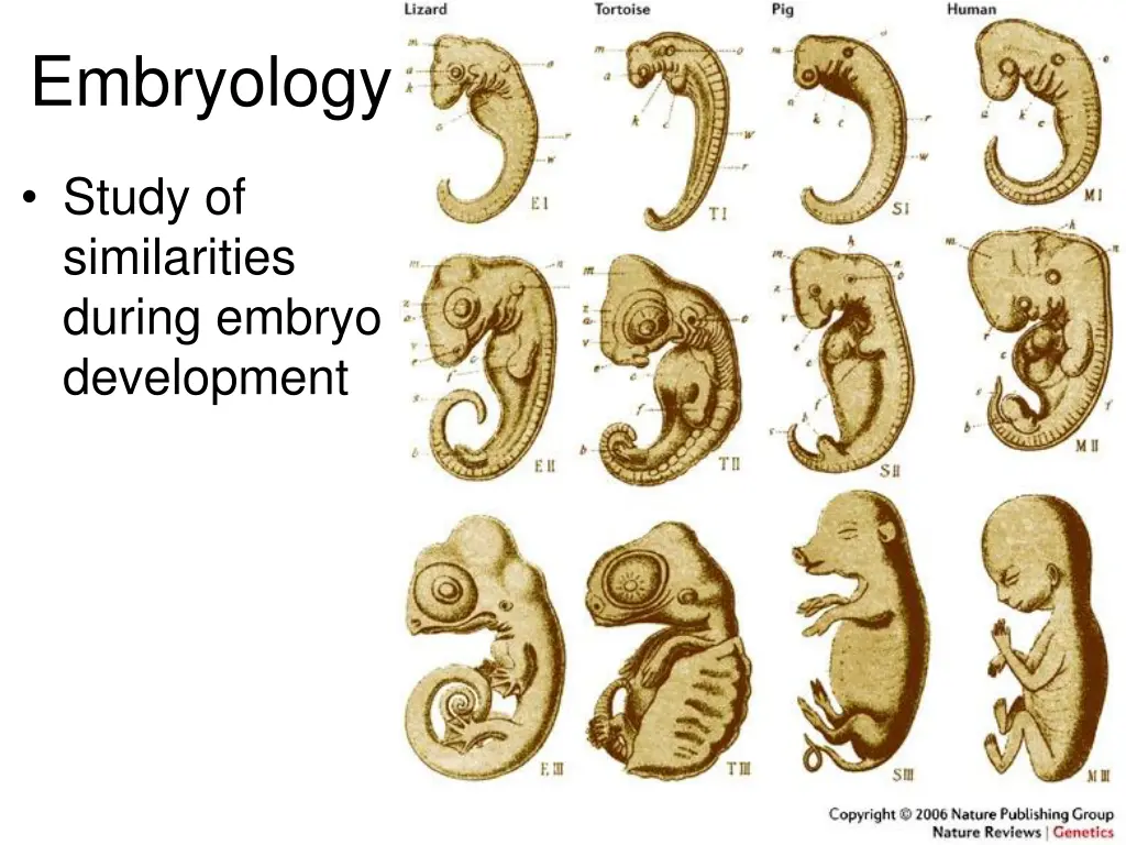 embryology