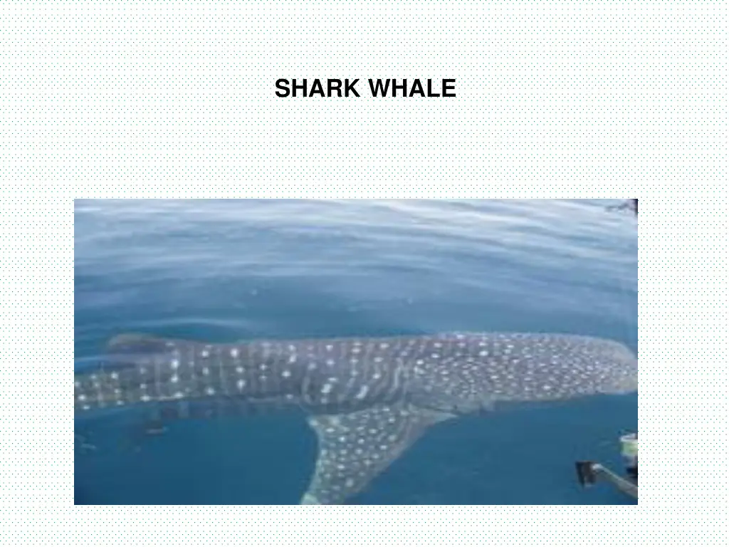 shark whale