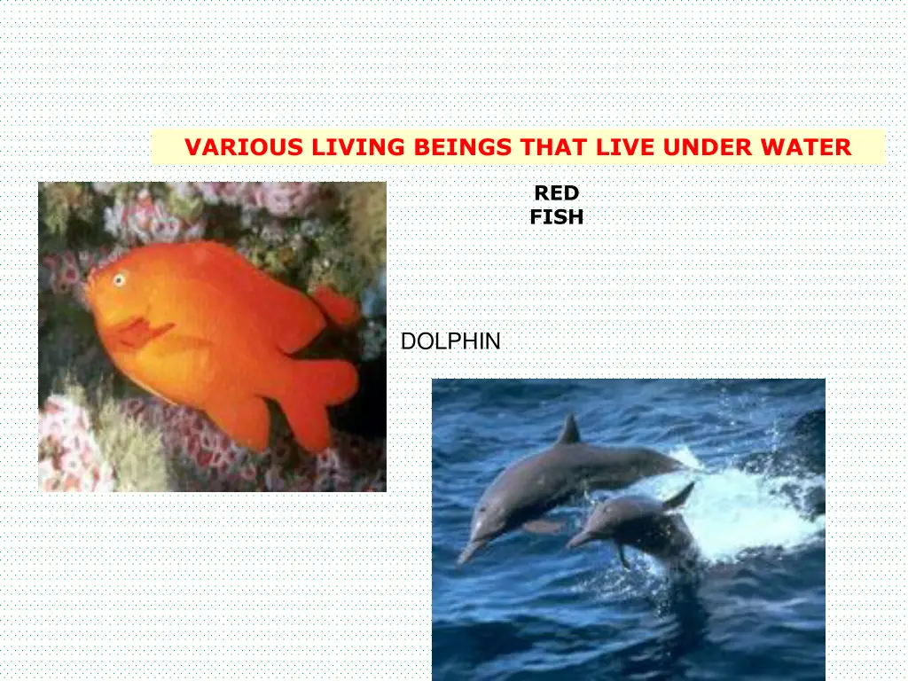 various living beings that live under water