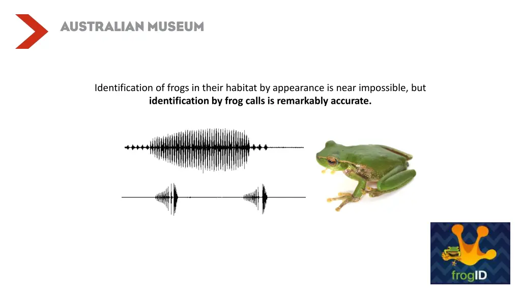 identification of frogs in their habitat