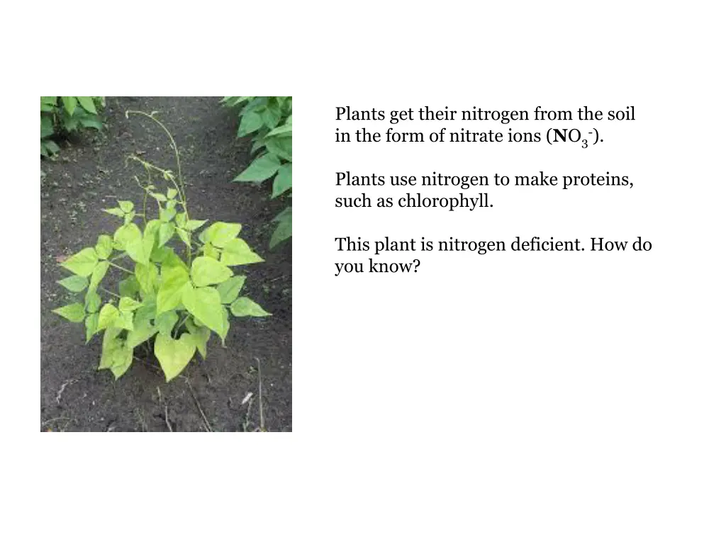 plants get their nitrogen from the soil