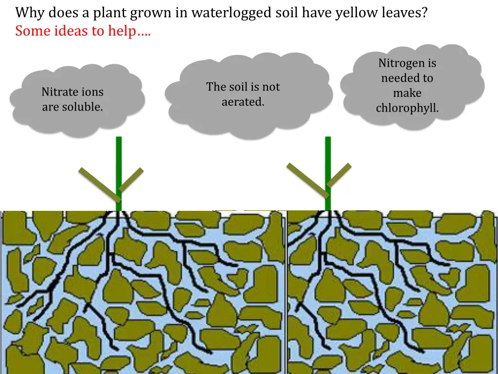 why does a plant grown in waterlogged soil have 1