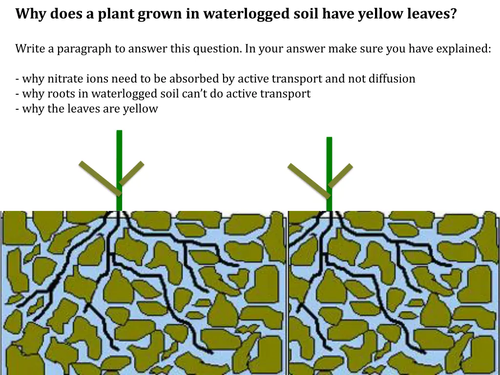 why does a plant grown in waterlogged soil have 2