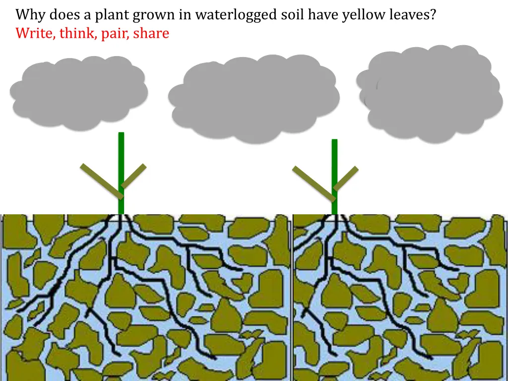 why does a plant grown in waterlogged soil have