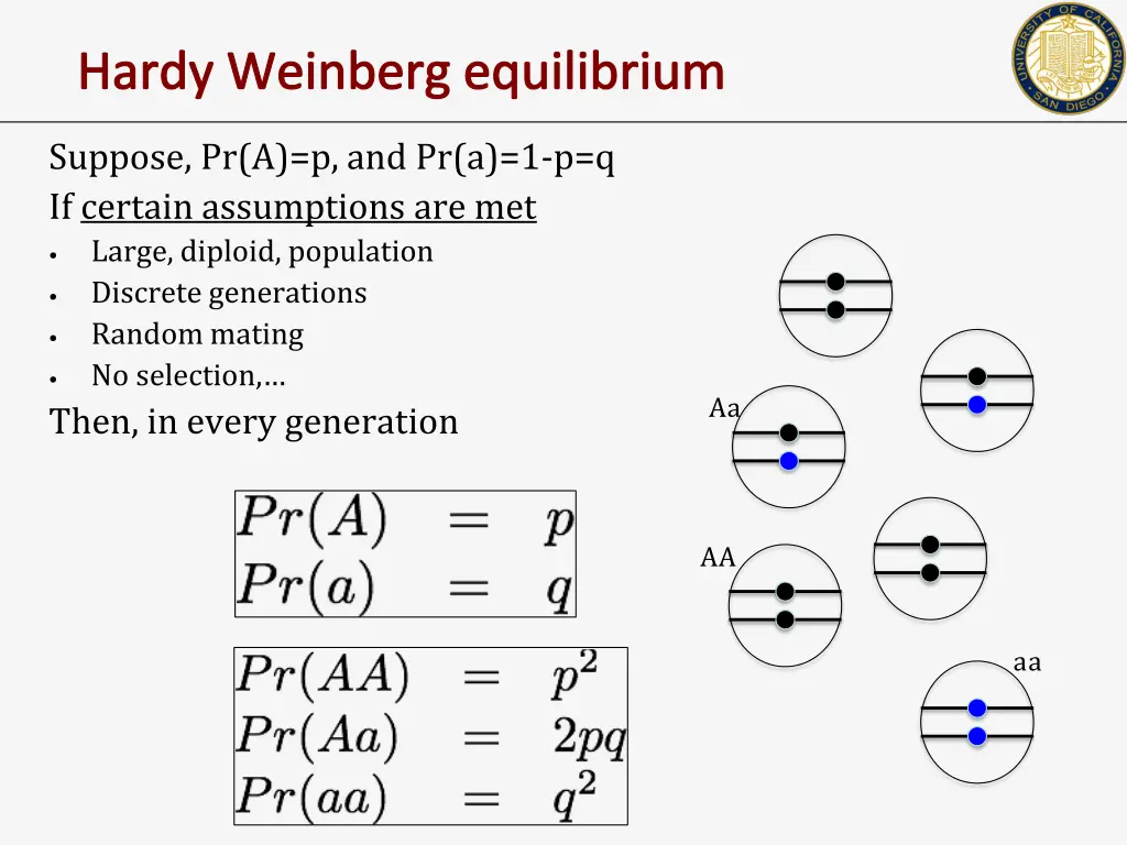 hardy weinberg equilibrium