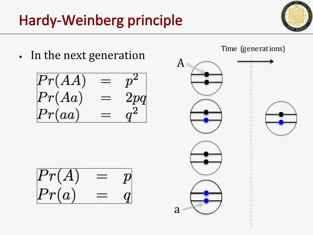 hardy weinberg principle 1