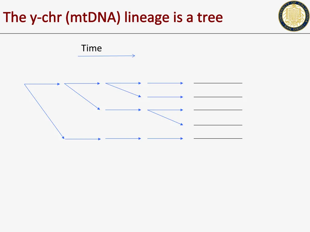 the y chr mtdna lineage is a tree