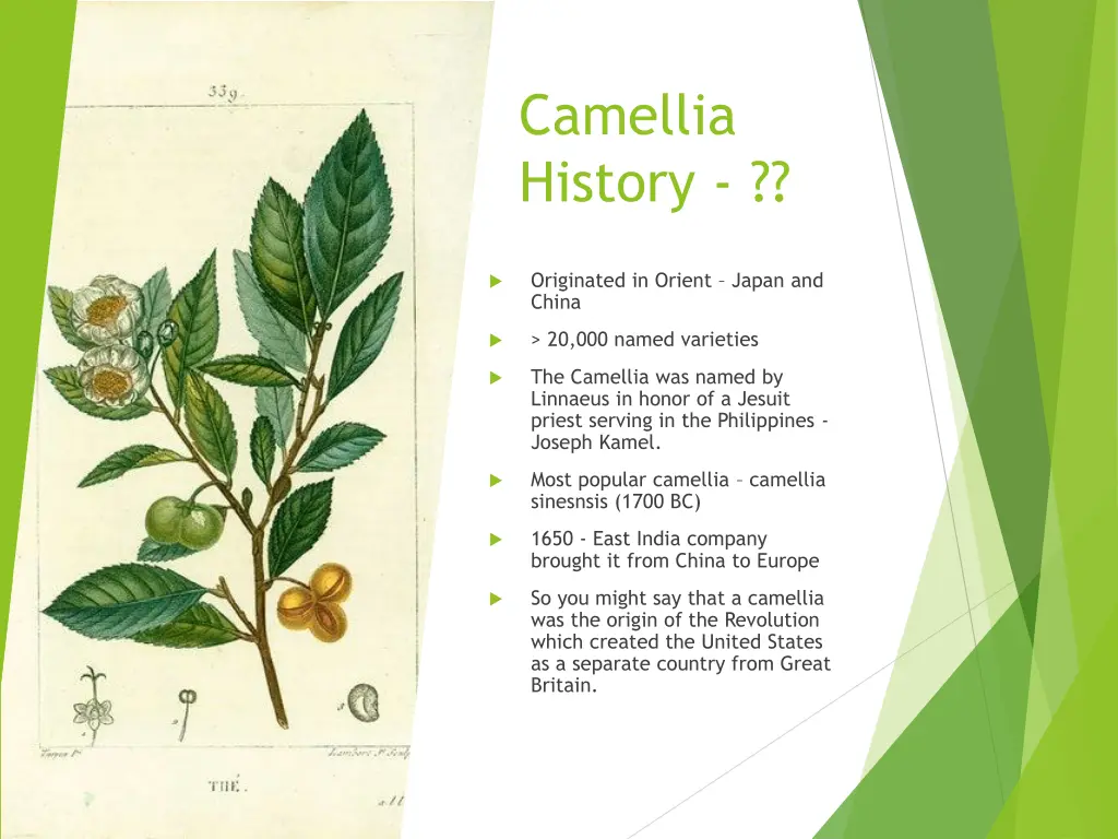 camellia history