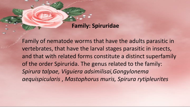 family spiruridae