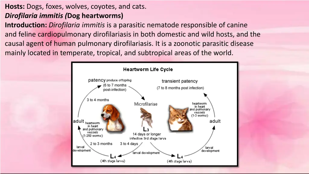 hosts dogs foxes wolves coyotes and cats