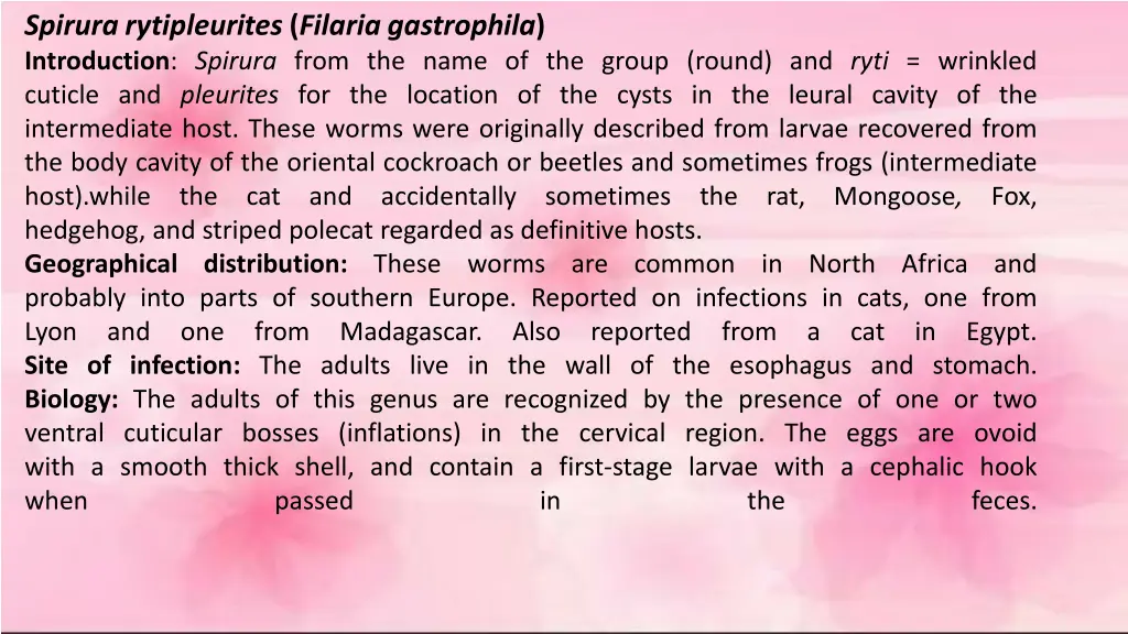 spirura rytipleurites filaria gastrophila