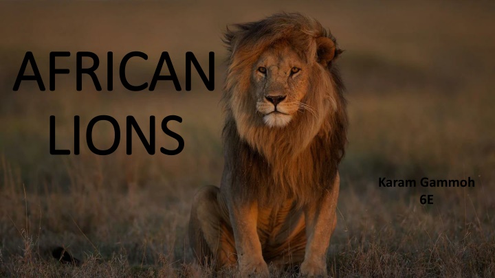 african african lions lions