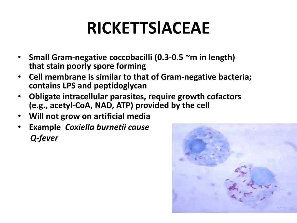 rickettslaceae