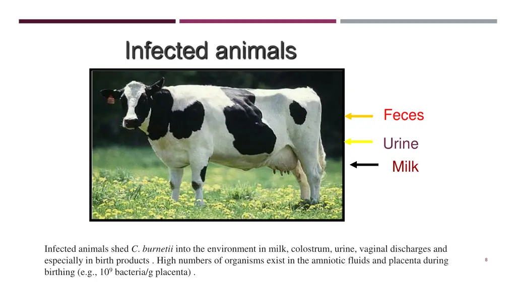 bacteria excreted in infected animals