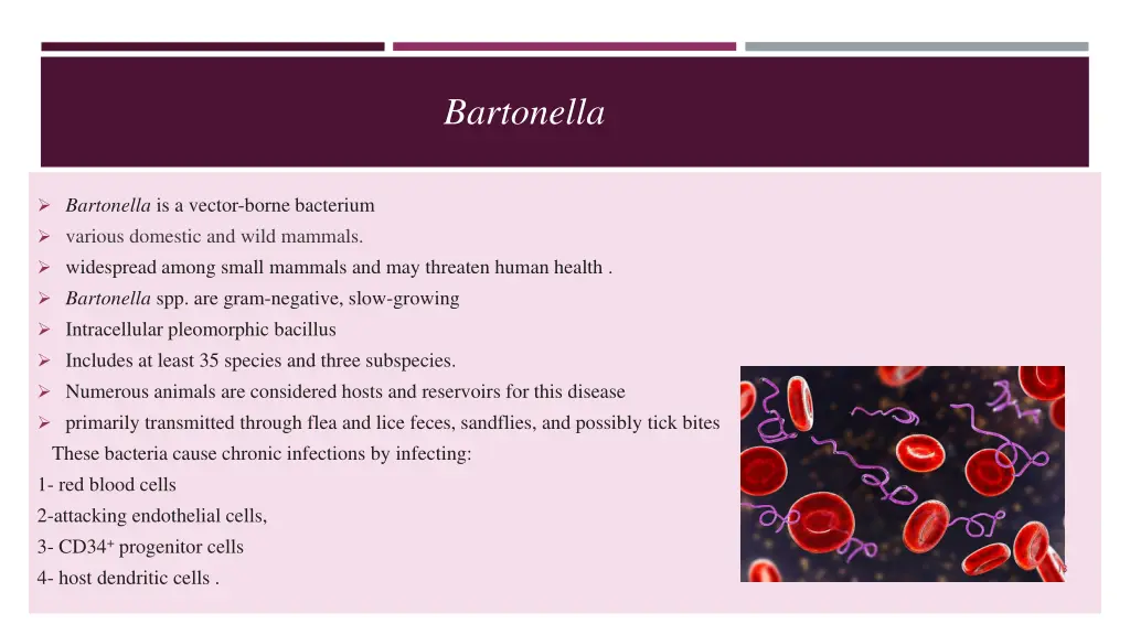 bartonella