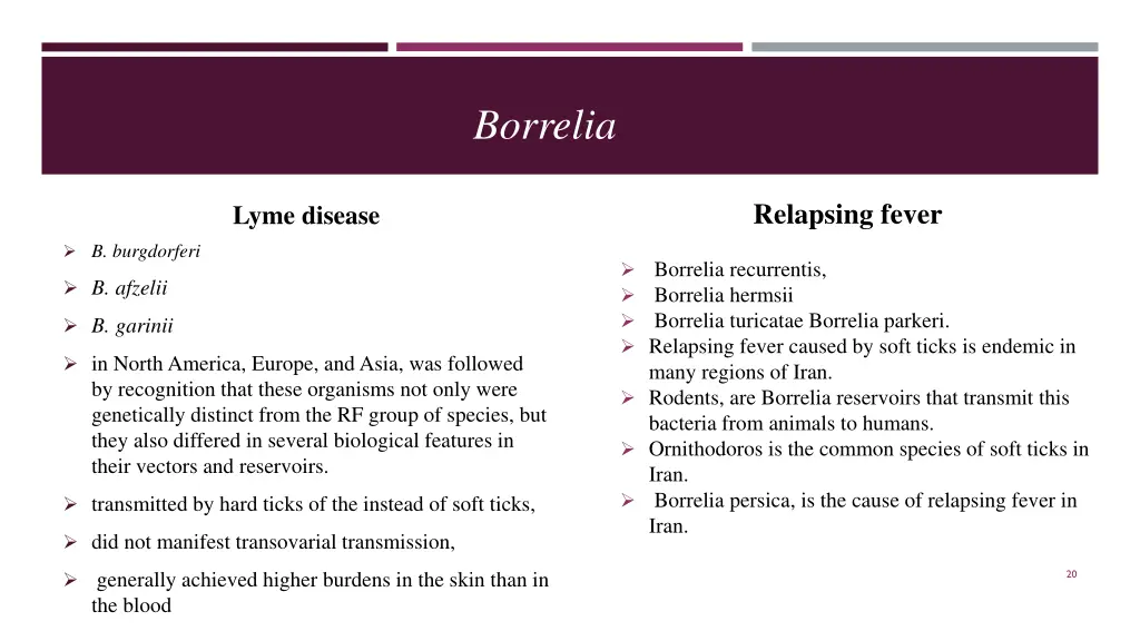 borrelia