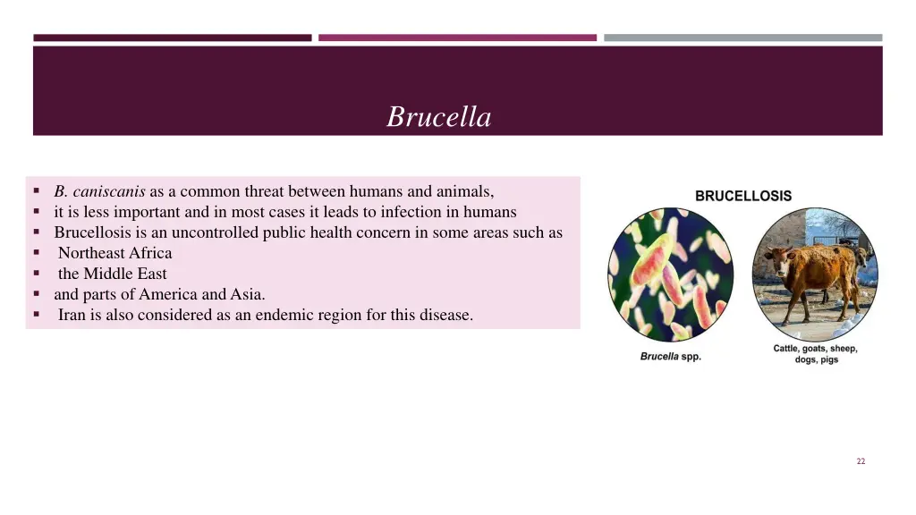 brucella 1