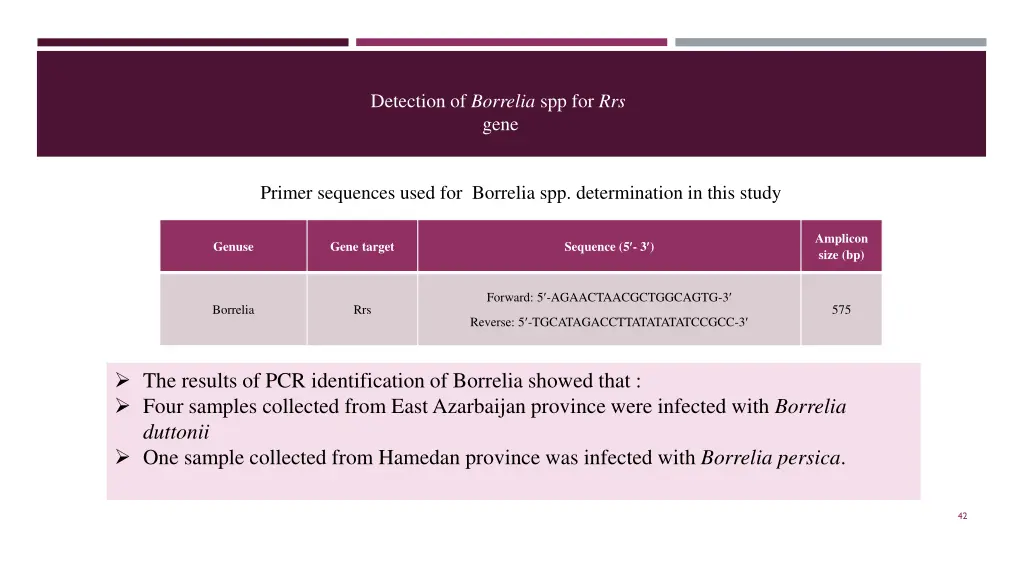 detection of borrelia spp for rrs gene