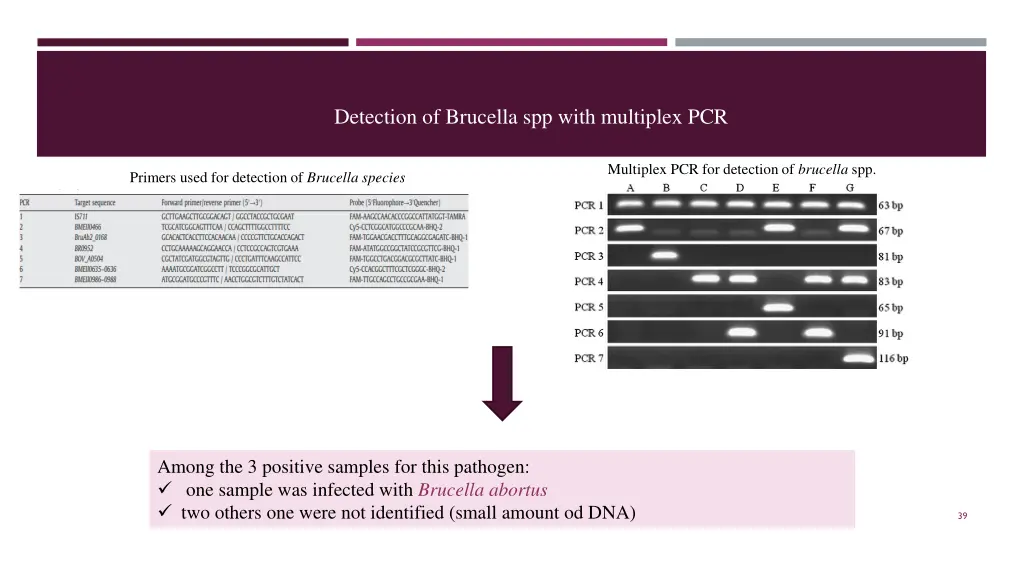 detection of brucella spp with multiplex pcr