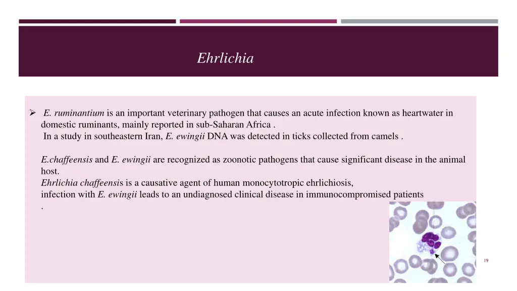 ehrlichia 1