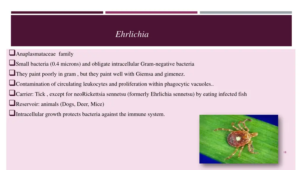 ehrlichia