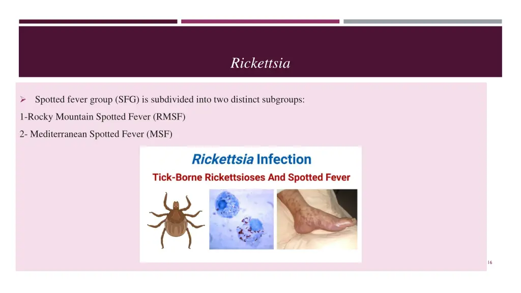 rickettsia 1