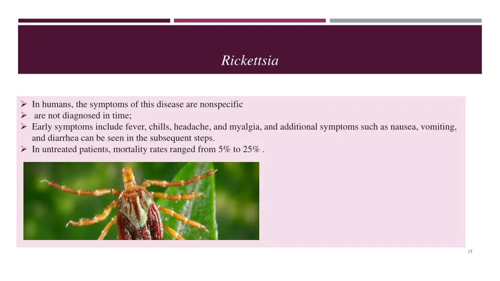 rickettsia 2