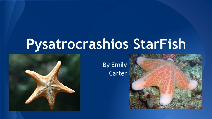 pysatrocrashios starfish