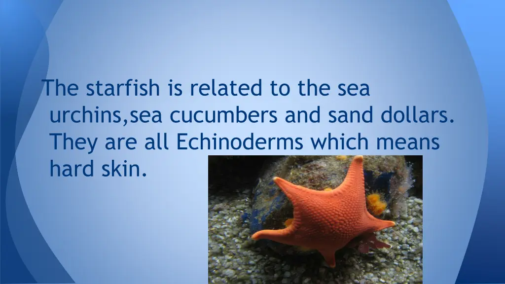 the starfish is related to the sea urchins