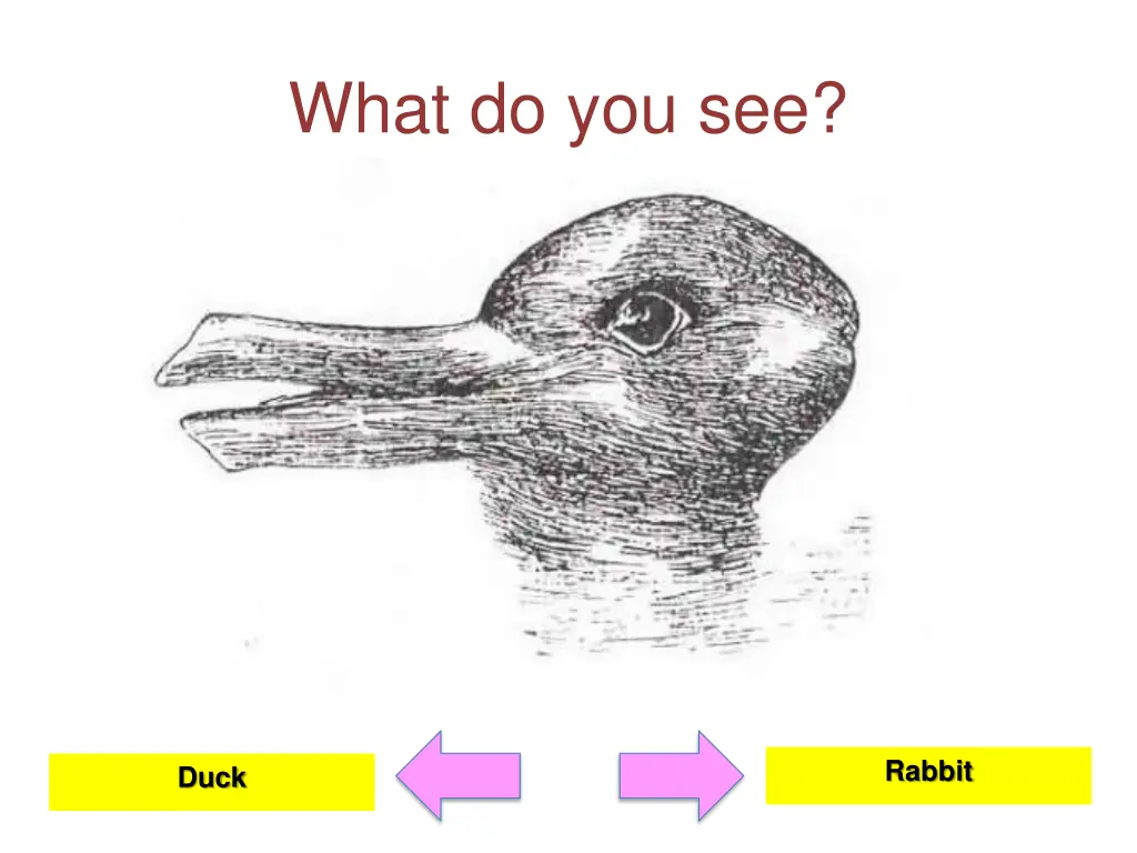 what do you see