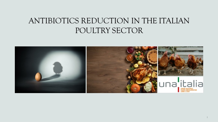 antibiotics reduction in the italian poultry