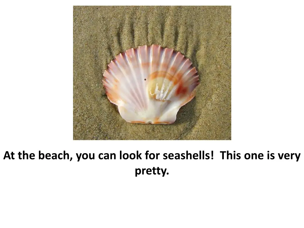 at the beach you can look for seashells this