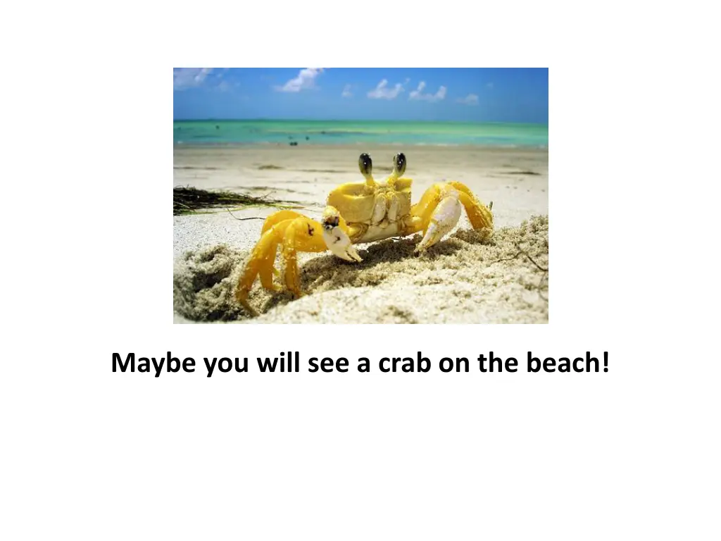 maybe you will see a crab on the beach