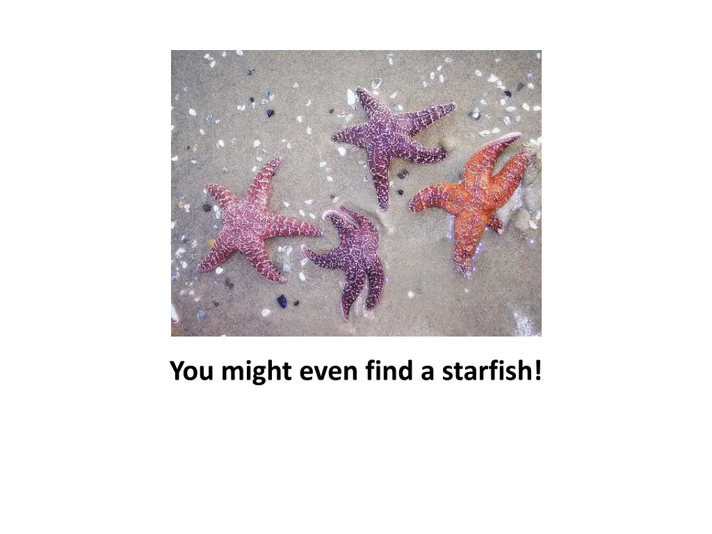 you might even find a starfish