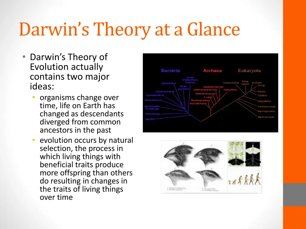 darwin s theory at a glance