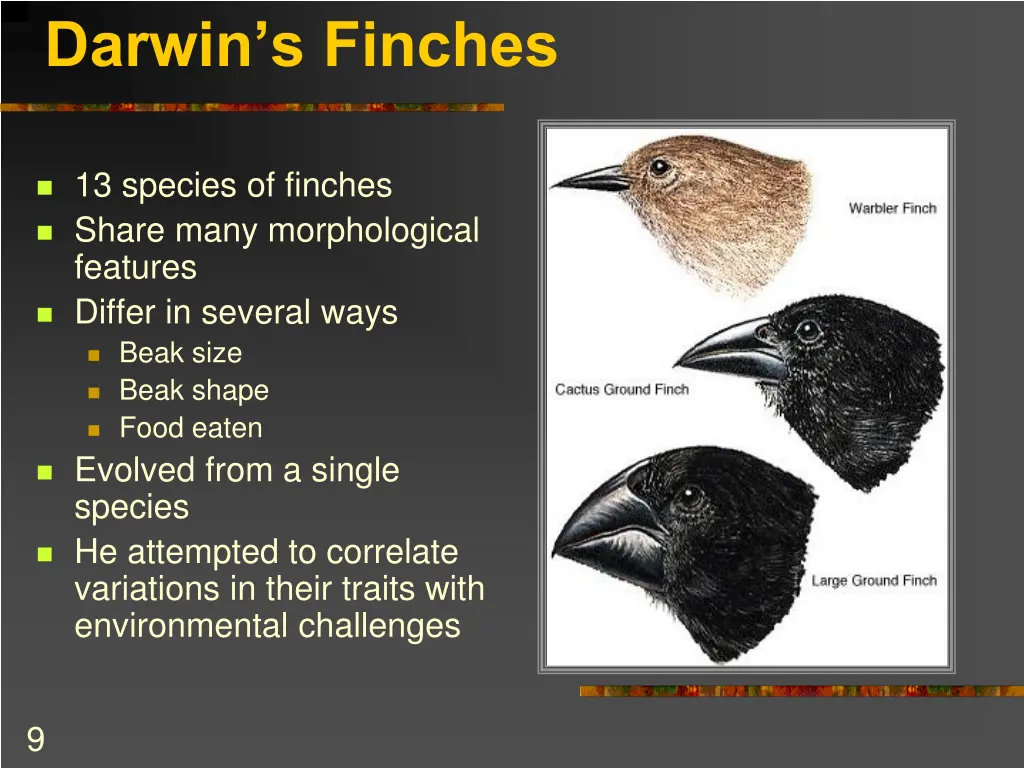 darwin s finches