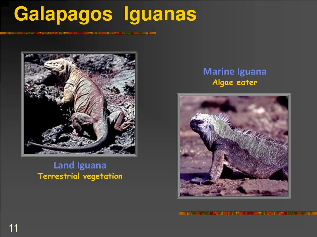 galapagos iguanas