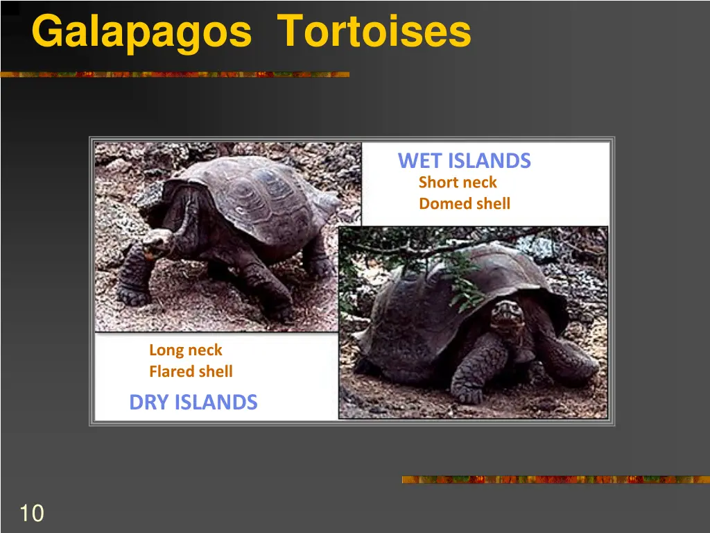 galapagos tortoises