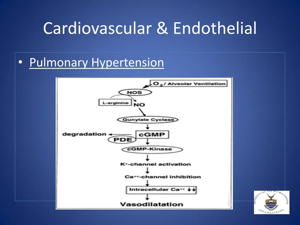 cardiovascular endothelial