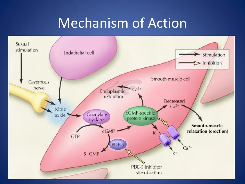 mechanism of action