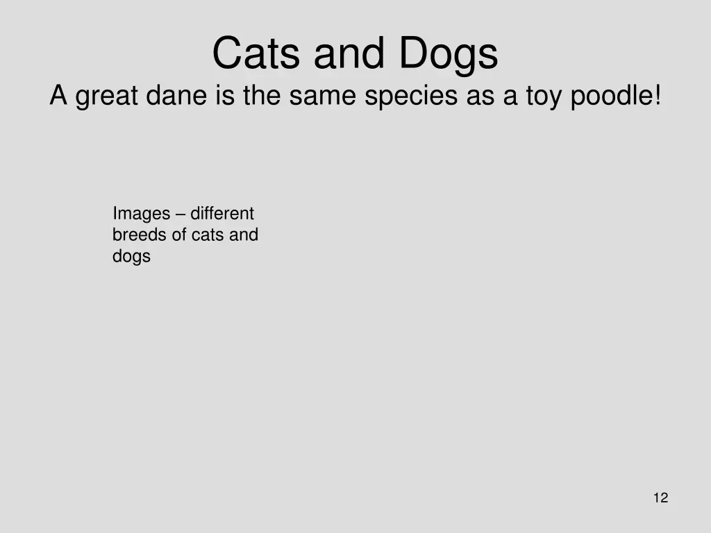 cats and dogs