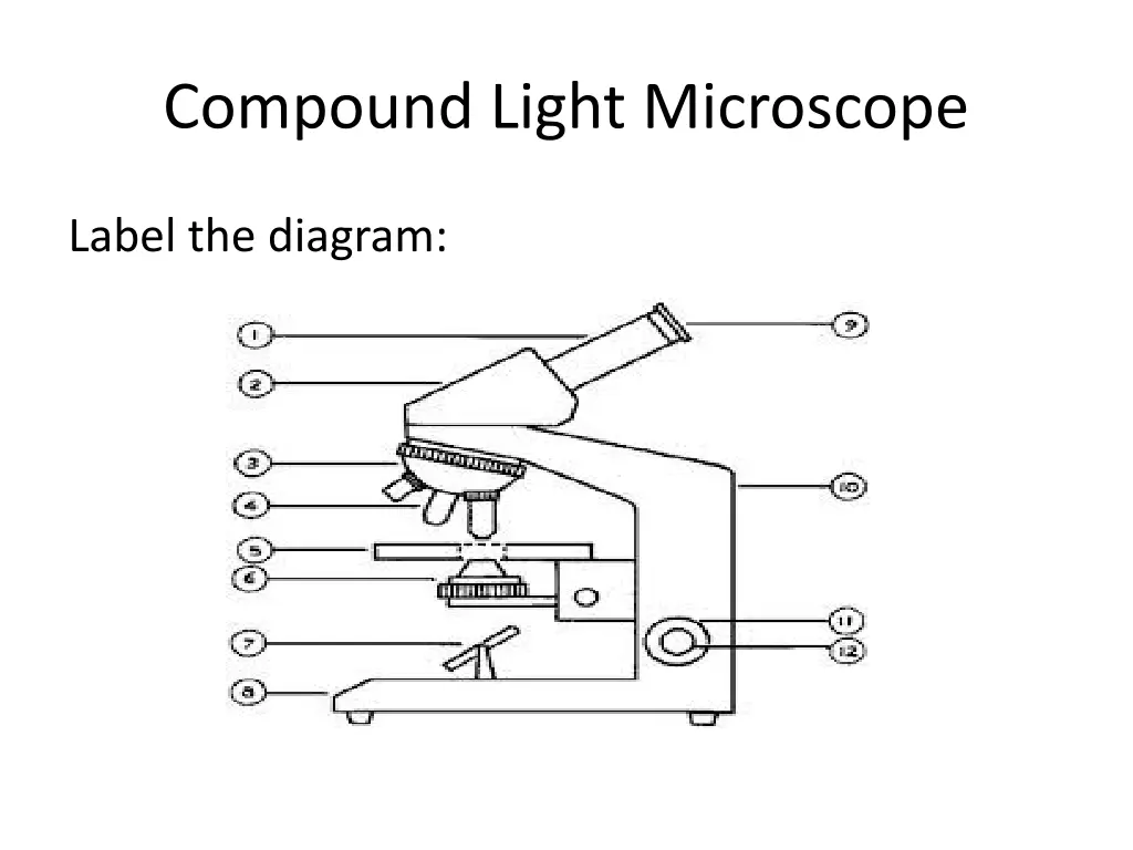 compound light microscope 1