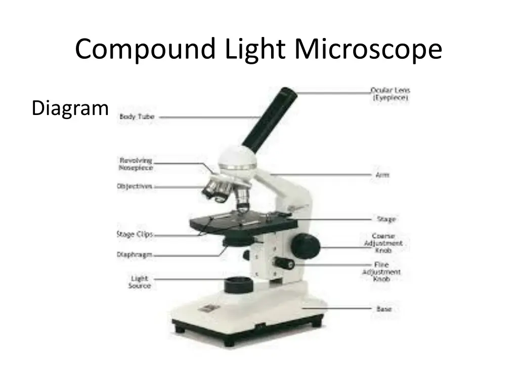 compound light microscope