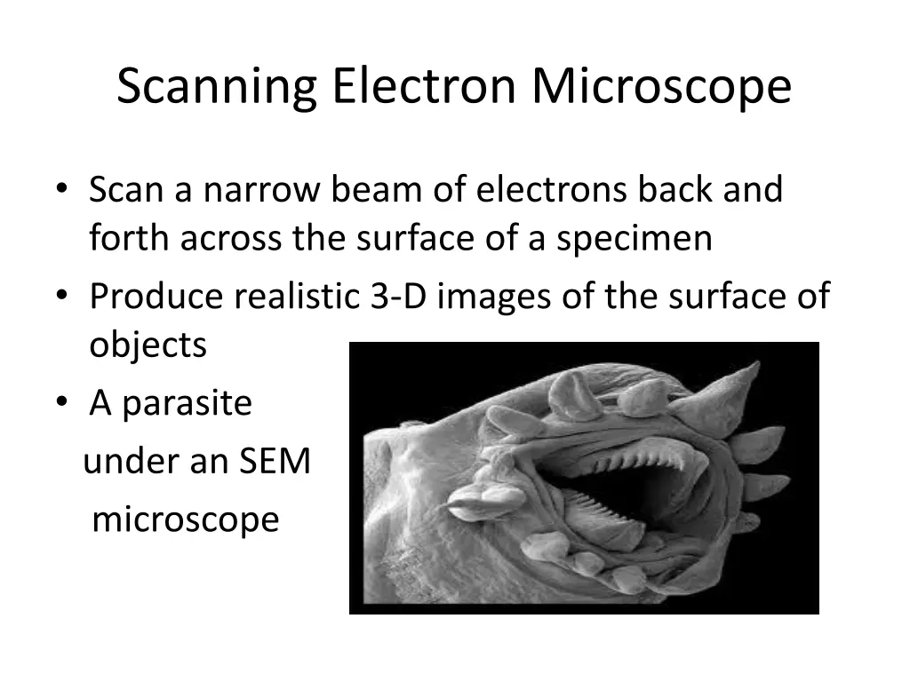 scanning electron microscope