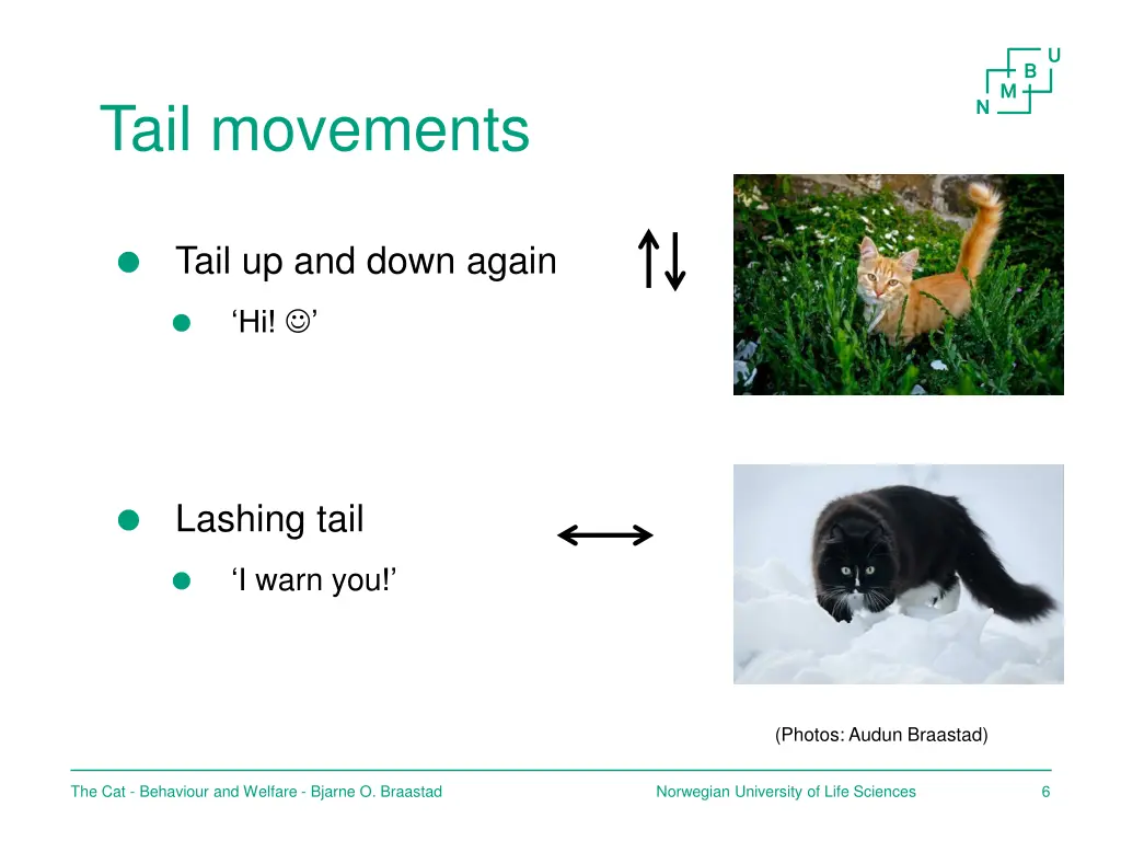 tail movements